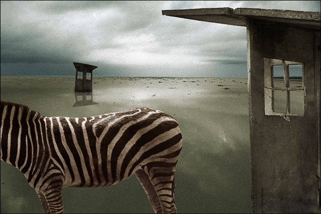 Zebra 2001